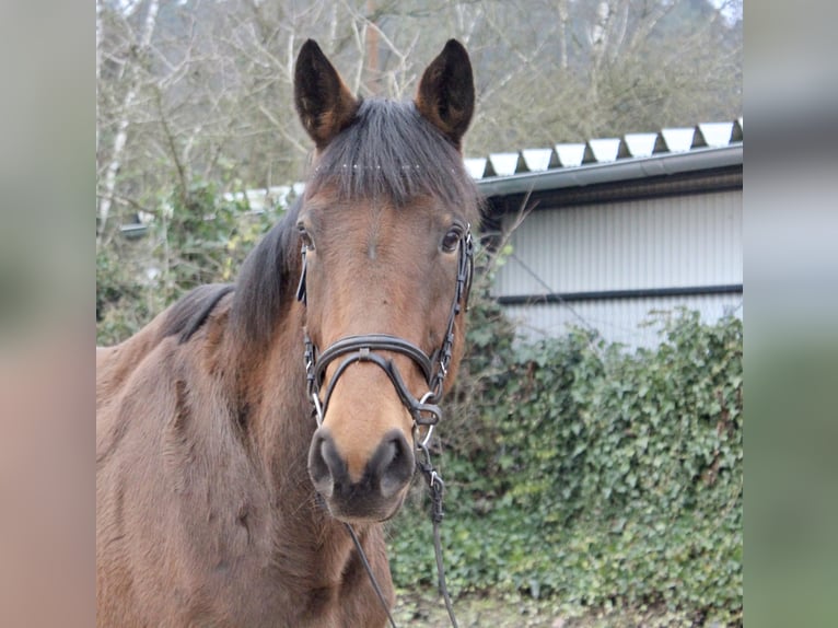 Altre razze Giumenta 5 Anni 167 cm Baio in Sonnefeld