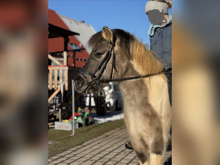 Altre razze Mix Giumenta 6 Anni 125 cm Pezzato in AalenAalen