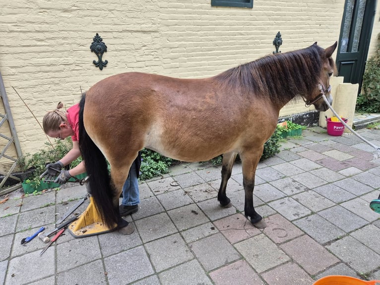 Altre razze Giumenta 6 Anni 137 cm Baio in Tolkamer