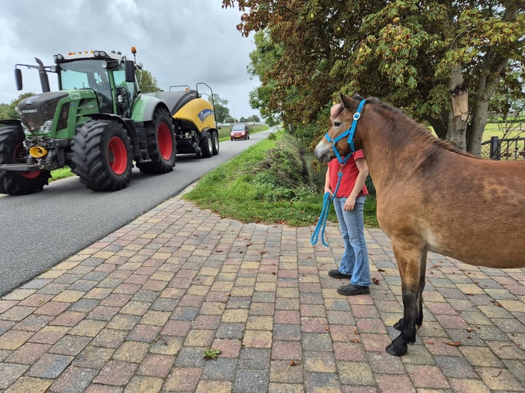 Altre razze Giumenta 6 Anni 137 cm Baio in Tolkamer