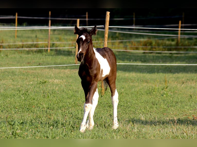 Altre razze Giumenta 6 Anni 140 cm Sauro in Boccaleone