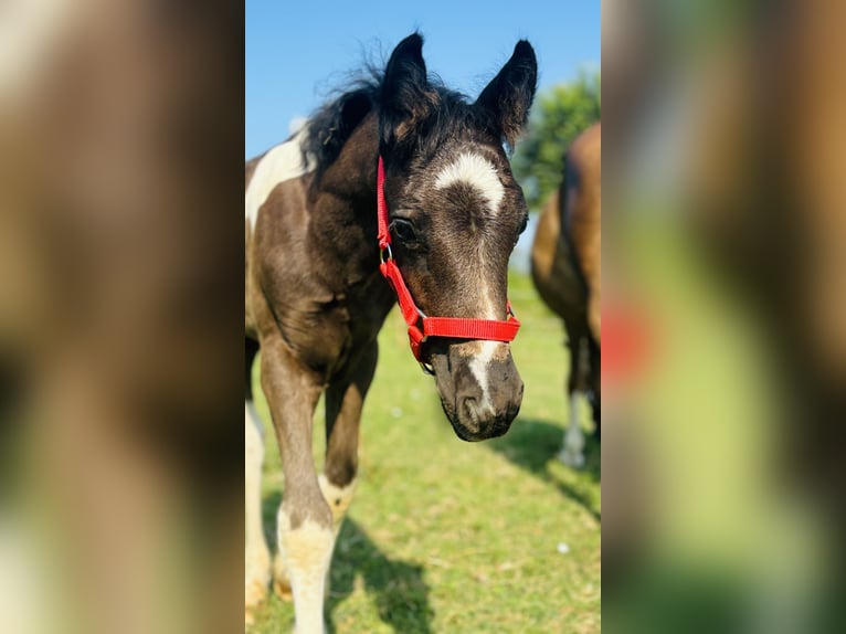 Altre razze Giumenta 6 Anni 140 cm Sauro in Boccaleone