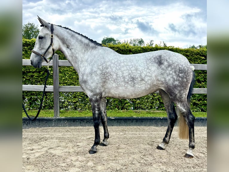 Altre razze Giumenta 6 Anni 147 cm Grigio pezzato in Wiefelstede