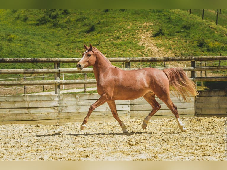 Altre razze Giumenta 6 Anni 147 cm Sauro in Oytier-Saint-Oblas