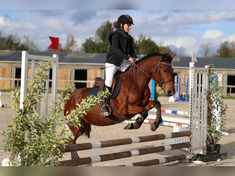 Altre razze Giumenta 6 Anni 148 cm Baio ciliegia in Itteville