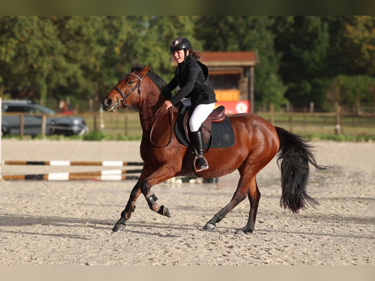 Altre razze Giumenta 6 Anni 148 cm Baio ciliegia in Itteville