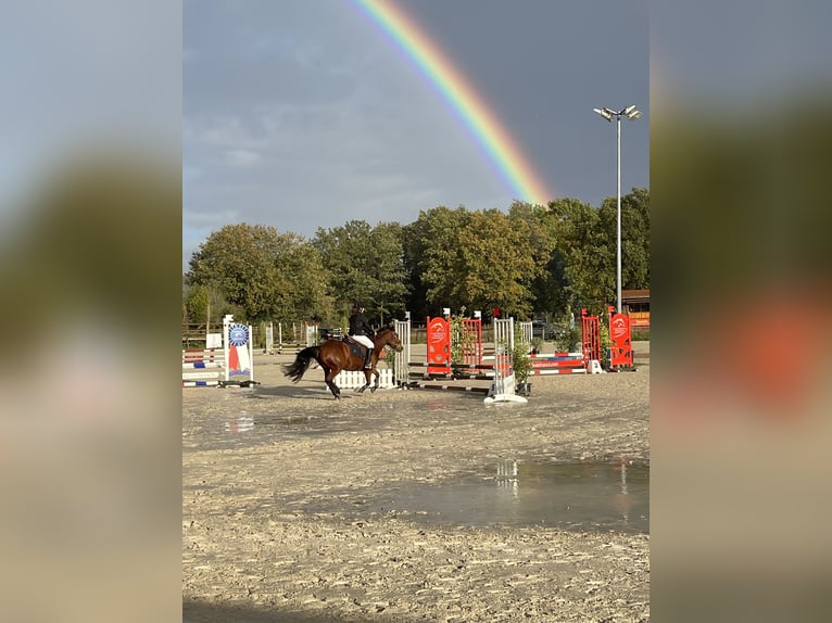 Altre razze Giumenta 6 Anni 148 cm Baio ciliegia in Itteville