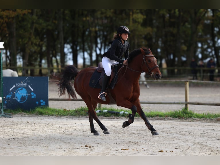 Altre razze Giumenta 6 Anni 148 cm Baio ciliegia in Itteville