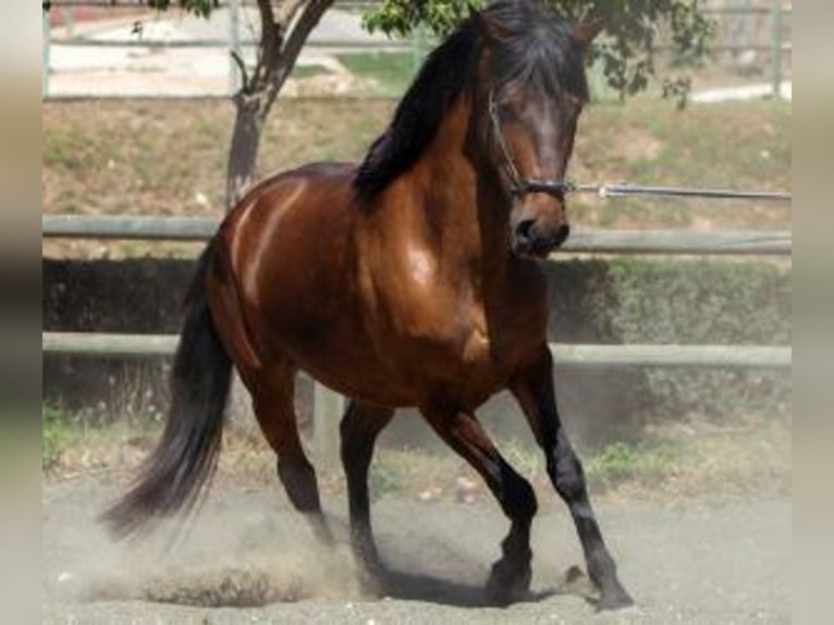 Altre razze Mix Giumenta 6 Anni 150 cm Baio ciliegia in ALICANTE