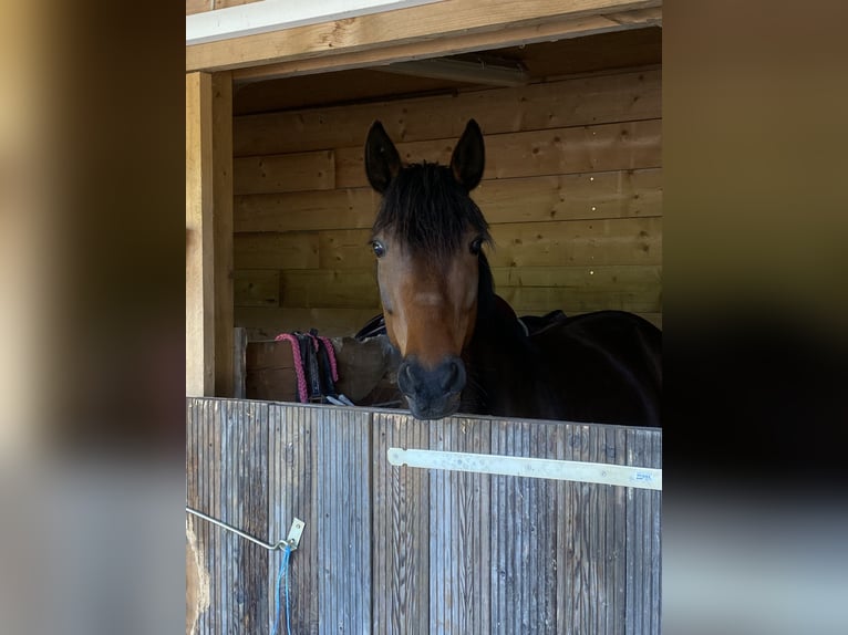 Altre razze Giumenta 6 Anni 150 cm Baio scuro in Linnich