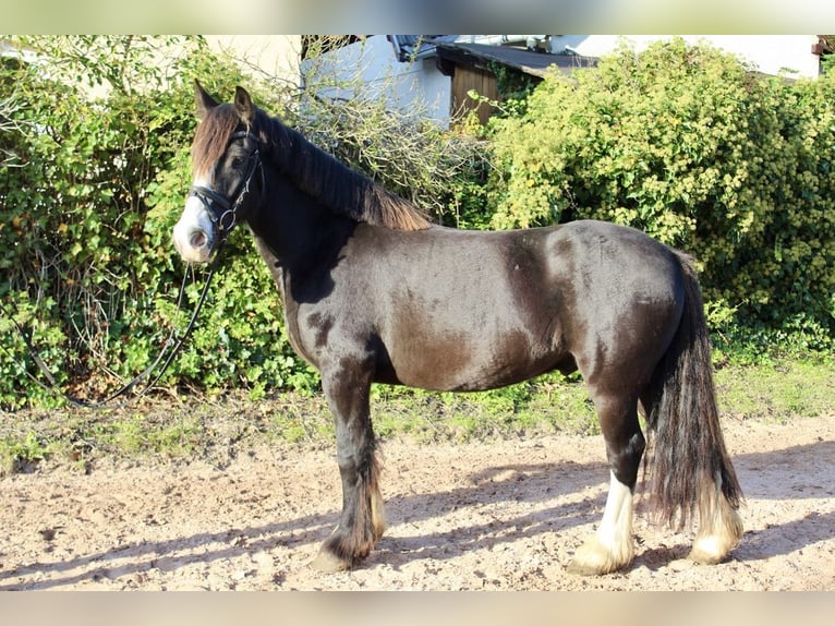 Altre razze Giumenta 6 Anni 150 cm Morello in Sonnefeld