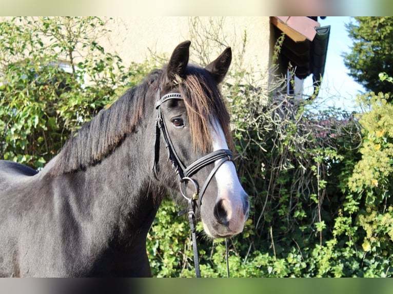 Altre razze Giumenta 6 Anni 150 cm Morello in Sonnefeld