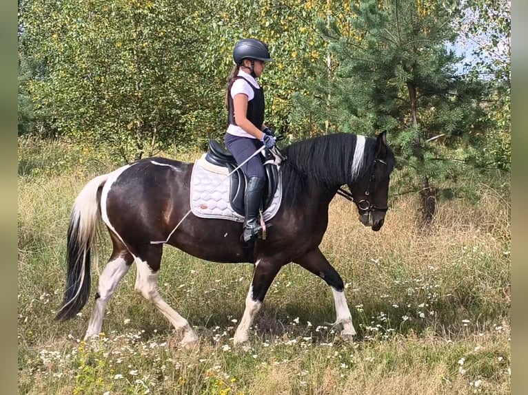 Altre razze Giumenta 6 Anni 150 cm Pezzato in Forst