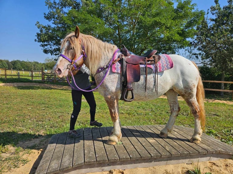 Altre razze Giumenta 6 Anni 152 cm Leopard in Linkenbach