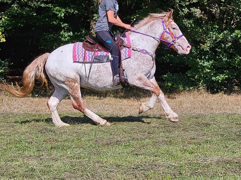 Altre razze Giumenta 6 Anni 152 cm Leopard in Linkenbach