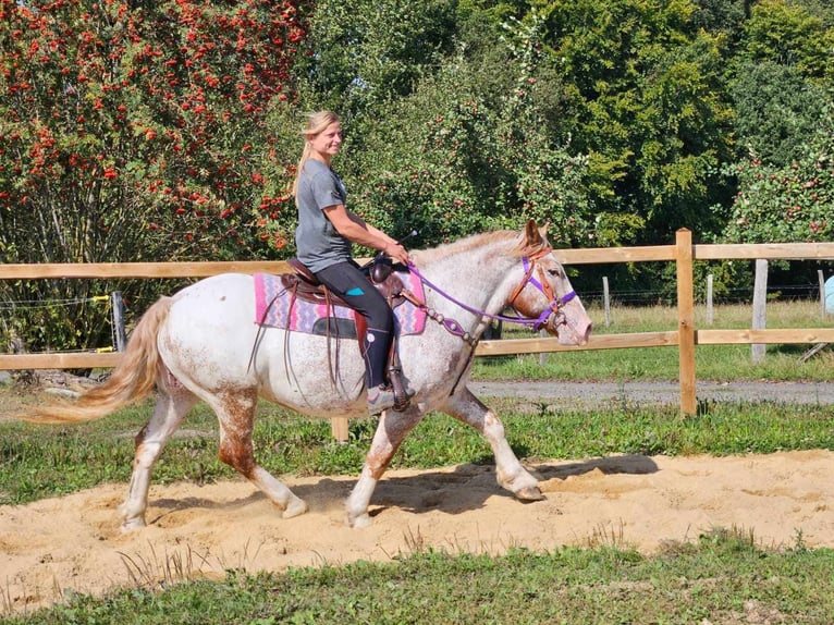 Altre razze Giumenta 6 Anni 152 cm Leopard in Linkenbach