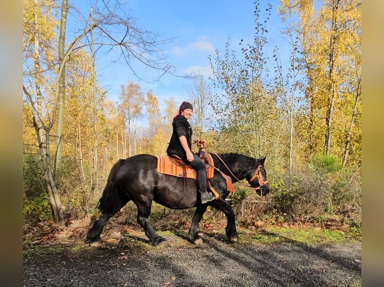 Altre razze Giumenta 6 Anni 152 cm Morello in Linkenbach