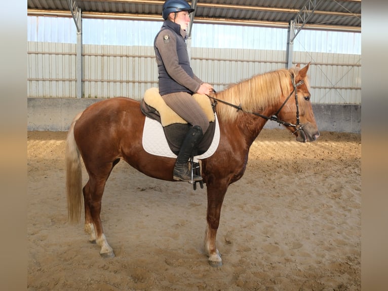 Altre razze Giumenta 6 Anni 153 cm Sauro in Buttstädt