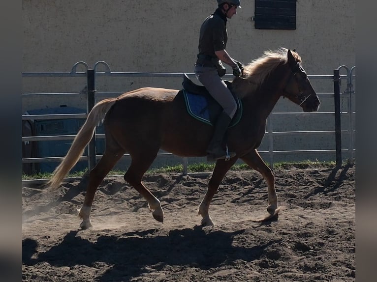 Altre razze Giumenta 6 Anni 153 cm Sauro in Buttstädt