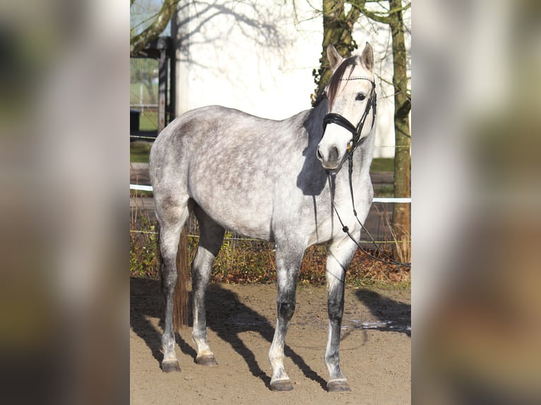 Altre razze Giumenta 6 Anni 154 cm Grigio in Schwäbisch Gmünd