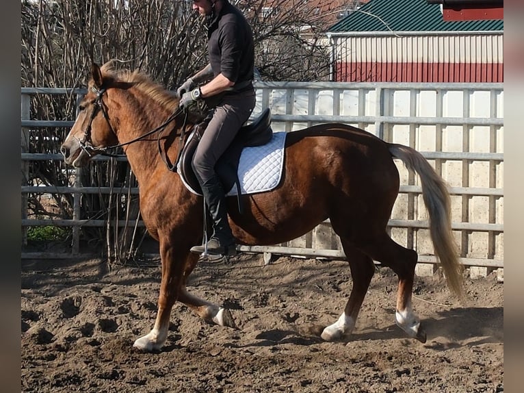 Altre razze Giumenta 6 Anni 154 cm Sauro in Buttstädt