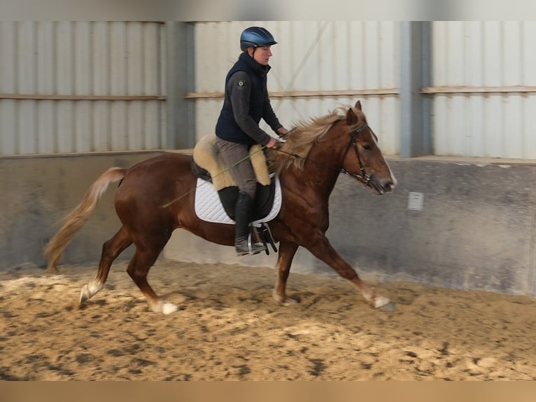Altre razze Giumenta 6 Anni 154 cm Sauro in Rudersdorf