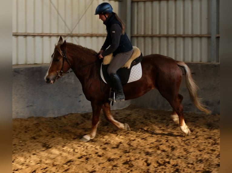 Altre razze Giumenta 6 Anni 154 cm Sauro in Rudersdorf