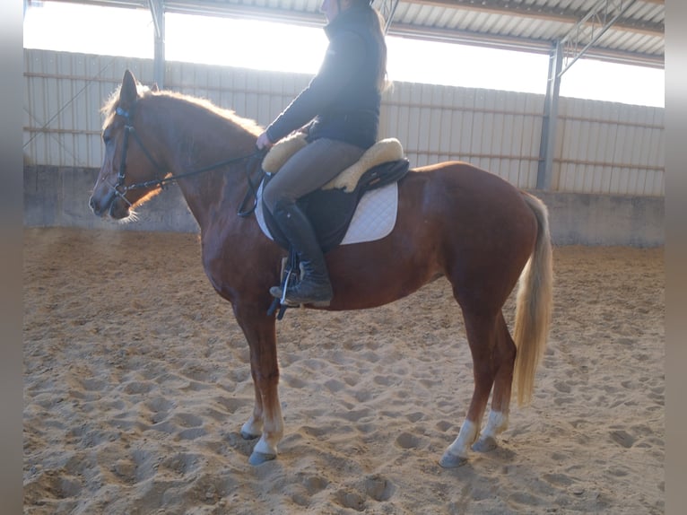 Altre razze Giumenta 6 Anni 154 cm Sauro in Rudersdorf