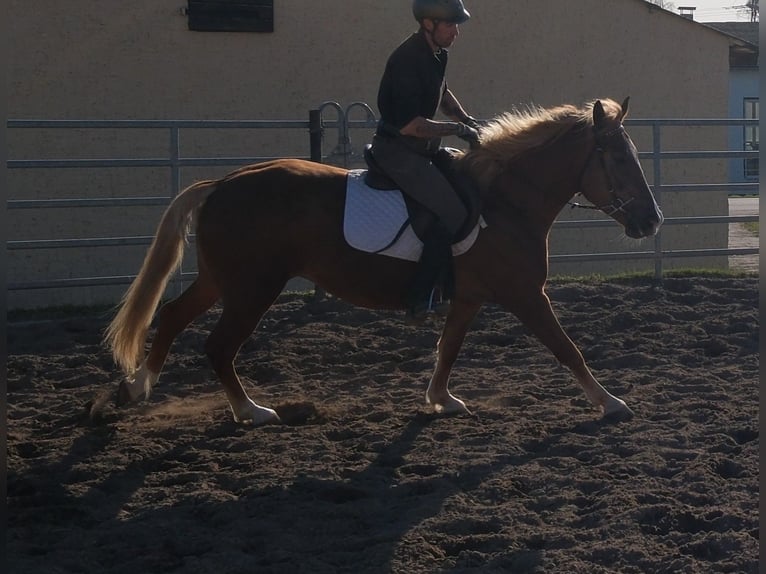 Altre razze Giumenta 6 Anni 154 cm Sauro in Buttstädt