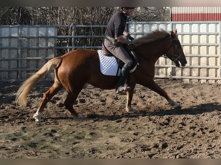 Altre razze Giumenta 6 Anni 154 cm Sauro in Buttstädt