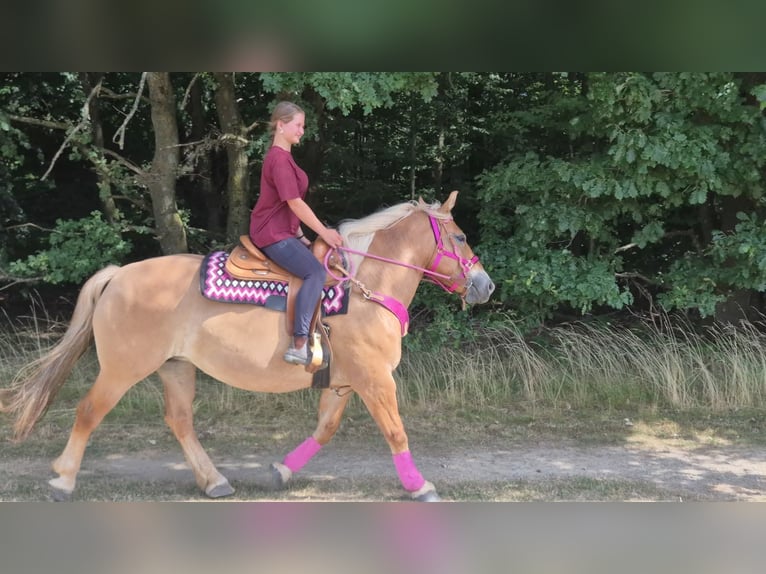 Altre razze Giumenta 6 Anni 155 cm Baio in Linkenbach