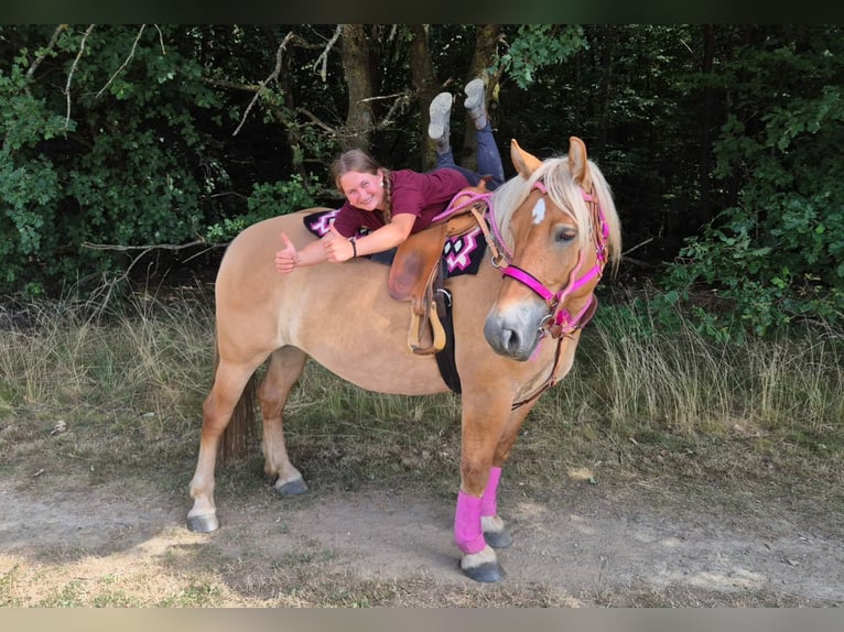 Altre razze Giumenta 6 Anni 155 cm Baio in Linkenbach