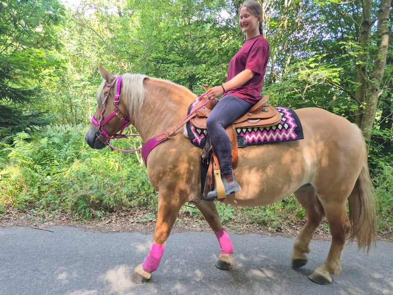Altre razze Giumenta 6 Anni 155 cm Baio in Linkenbach
