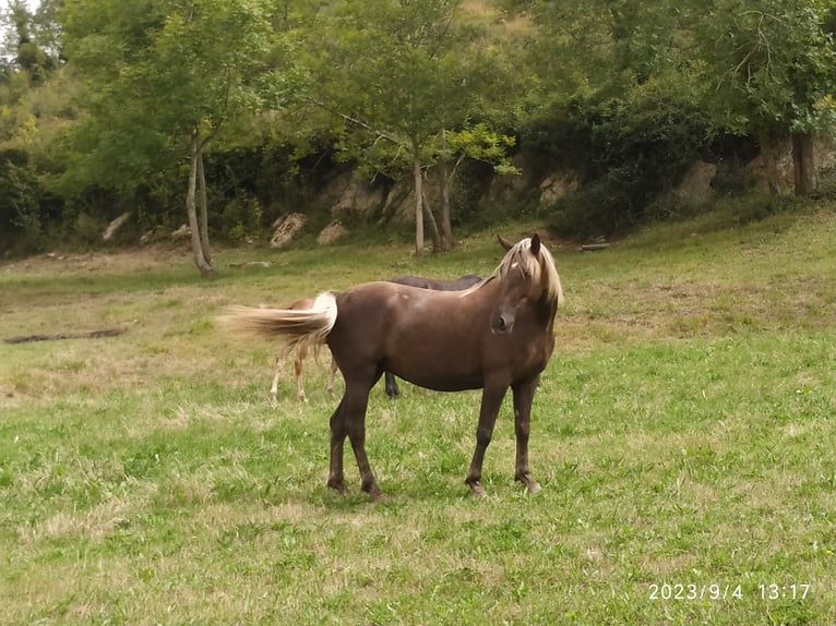 Altre razze Giumenta 6 Anni 155 cm Palomino in Zaldibar