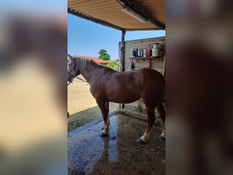 Altre razze Giumenta 6 Anni 155 cm Palomino in Sacrofano