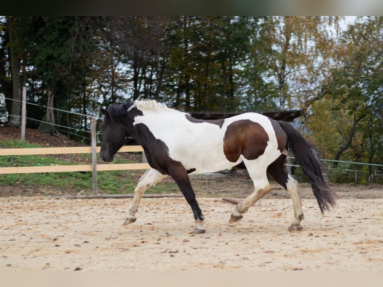 Altre razze Mix Giumenta 6 Anni 155 cm Pezzato in Izola/Isola