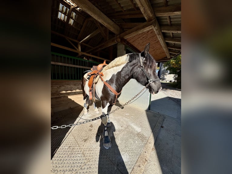 Altre razze Mix Giumenta 6 Anni 155 cm Pezzato in Izola/Isola