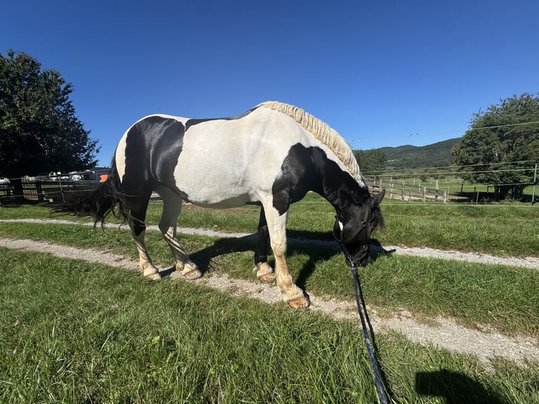 Altre razze Mix Giumenta 6 Anni 155 cm Pezzato in Izola/Isola