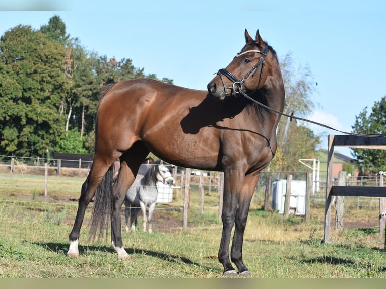 Altre razze Giumenta 6 Anni 157 cm Baio in Achtmaal