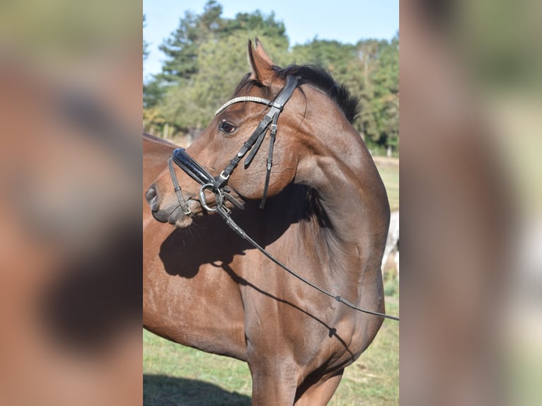 Altre razze Giumenta 6 Anni 157 cm Baio in Achtmaal
