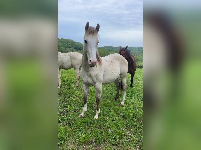 Altre razze Giumenta 6 Anni 160 cm Champagne in Monstreux