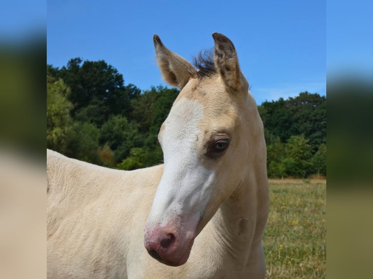 Altre razze Giumenta 6 Anni 160 cm Champagne in Monstreux