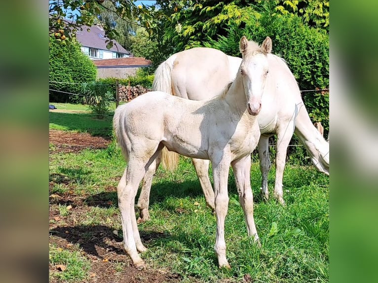 Altre razze Giumenta 6 Anni 160 cm Champagne in Monstreux