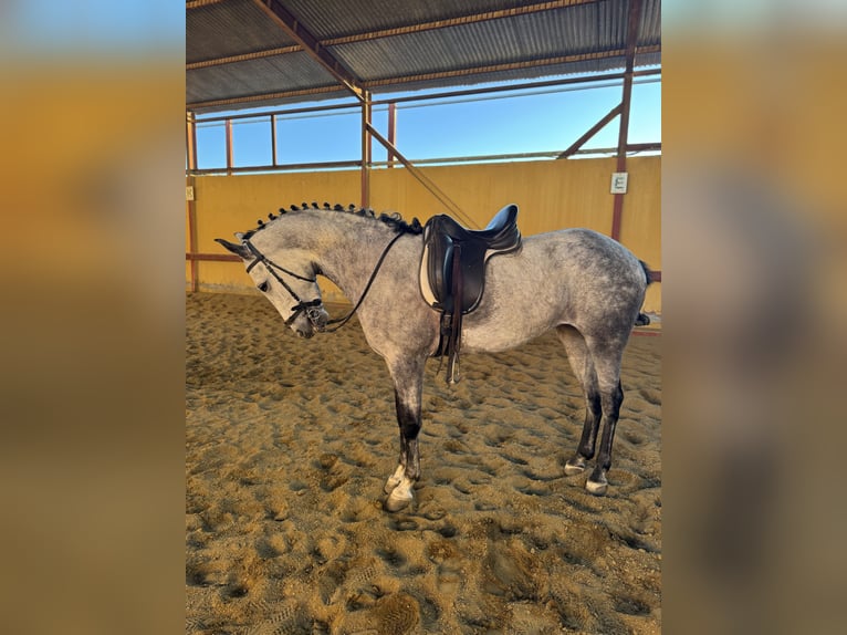 Altre razze Giumenta 6 Anni 160 cm Grigio in San Fernando De Henares