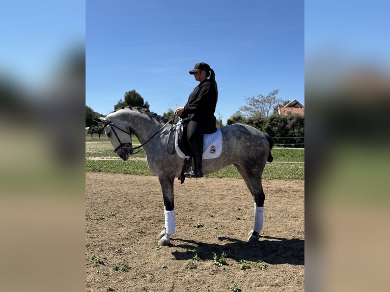 Altre razze Giumenta 6 Anni 160 cm Grigio in San Fernando De Henares