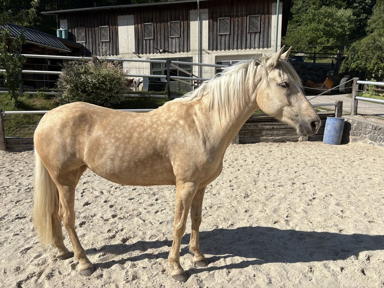 Altre razze Giumenta 6 Anni 160 cm Pearl in Laussa
