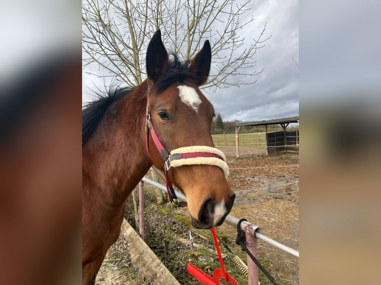 Altre razze Giumenta 6 Anni 162 cm Baio in Backnang