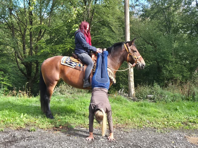 Altre razze Giumenta 6 Anni 162 cm Baio in Linkenbach