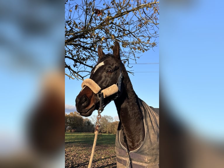 Altre razze Giumenta 6 Anni 162 cm Baio scuro in Le Mans