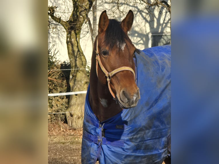 Altre razze Giumenta 6 Anni 164 cm Baio in Schwäbisch Gmünd